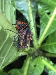 Spartocera pantomima