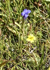 Gentianopsis simplex