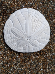 Luminacea