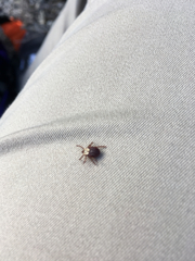 Dermacentor andersoni