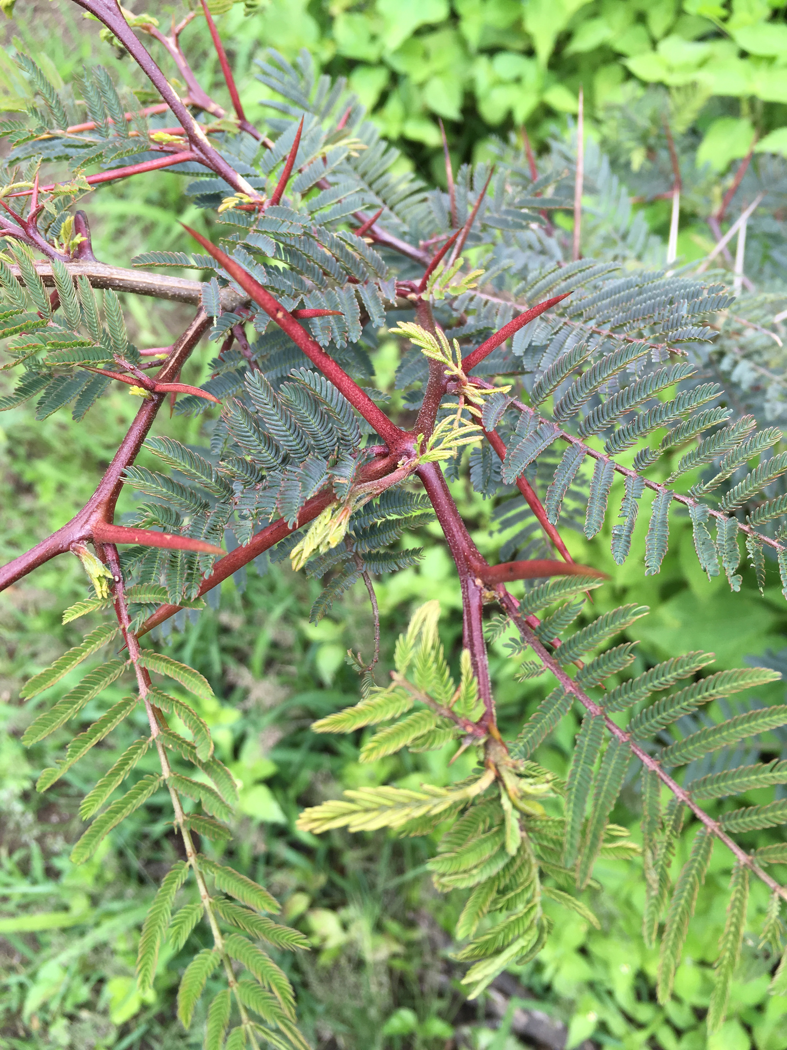 Vachellia image