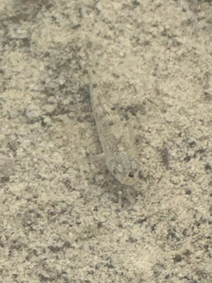 Conchos Pupfish photo 2