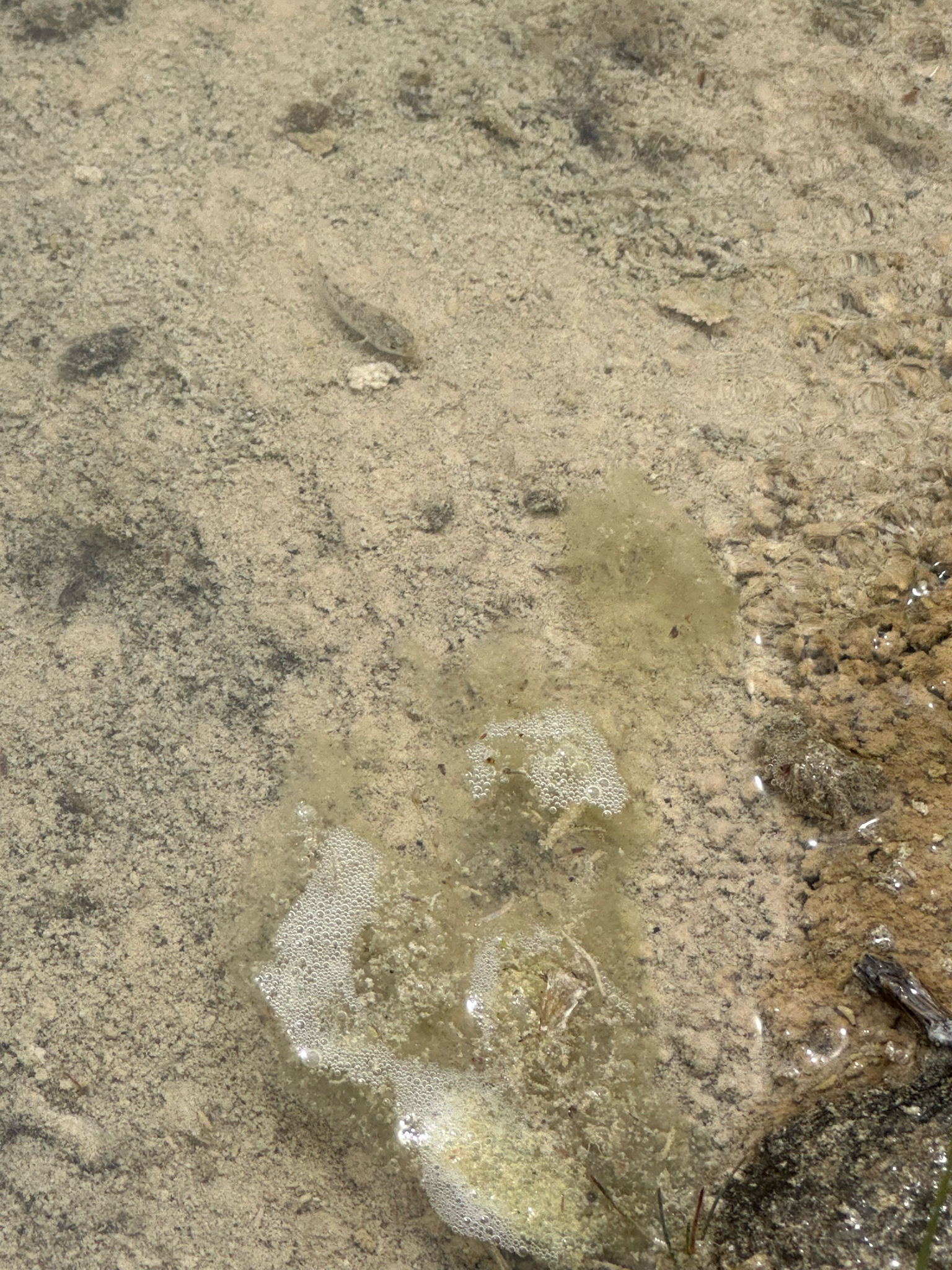 Conchos Pupfish photo 3