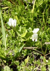 Trifolium monanthum