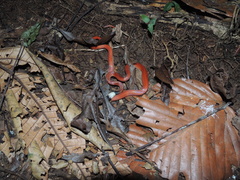 Drepanoides anomalus