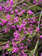 Erica multumbellifera, photograph (c) André Deschodt, some rights reserved (CC BY)