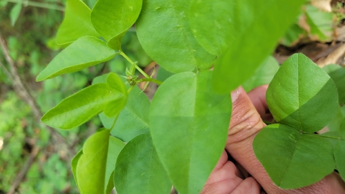 iNaturalist observation photo of forest scurfpea