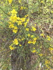 Parkinsonia texana macra