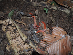 Drepanoides anomalus