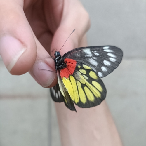 Red-based Jezebel