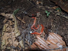 Drepanoides anomalus