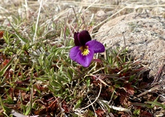 Viola beckwithii