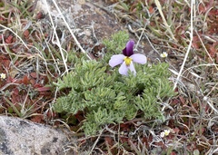 Viola beckwithii
