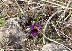Viola beckwithii