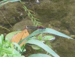 Hetaerina americana