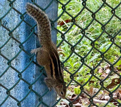 Three-striped Palm Squirrel