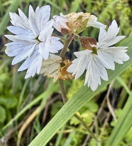 Lithophragma affine, photograph 4