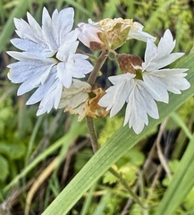 author not stated, no rights reserved Lithophragma affine, photograph author not stated, no rights reserved