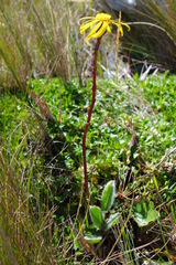 Dorobaea callacallensis