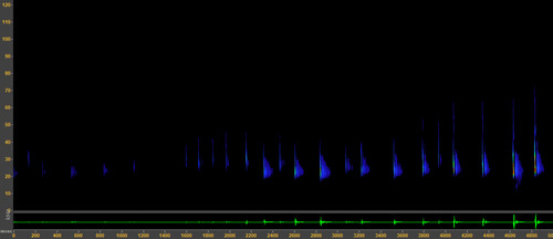Northern Hoary Bat observed by cstarbuck