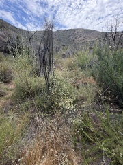 Malacothamnus densiflorus, photograph (c) Ian McFaul, some rights reserved (CC BY)