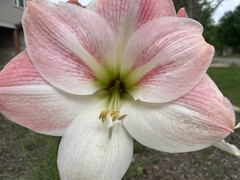 Hippeastrum hybridum