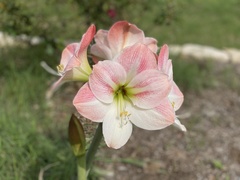 Hippeastrum hybridum