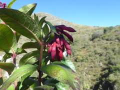 Fuchsia mathewsii