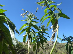 Siphocampylus matthiaei