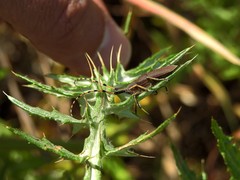 Agapanthia annularis