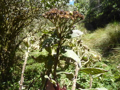 Verbesina ochroleucotricha
