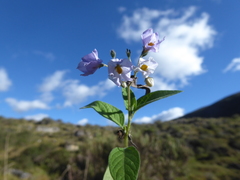 Solanum aloysiifolium
