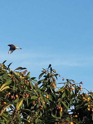 Cedar Waxwing photographed in Florida