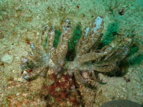 Phyllodesmium longicirrum