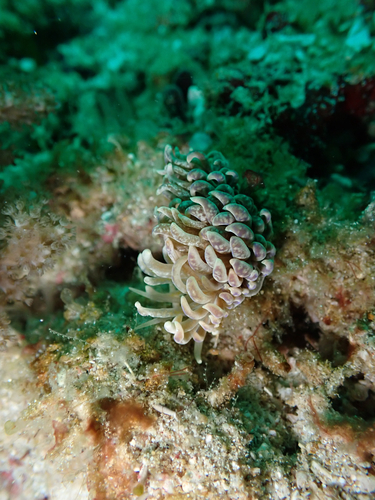 Phyllodesmium magnum