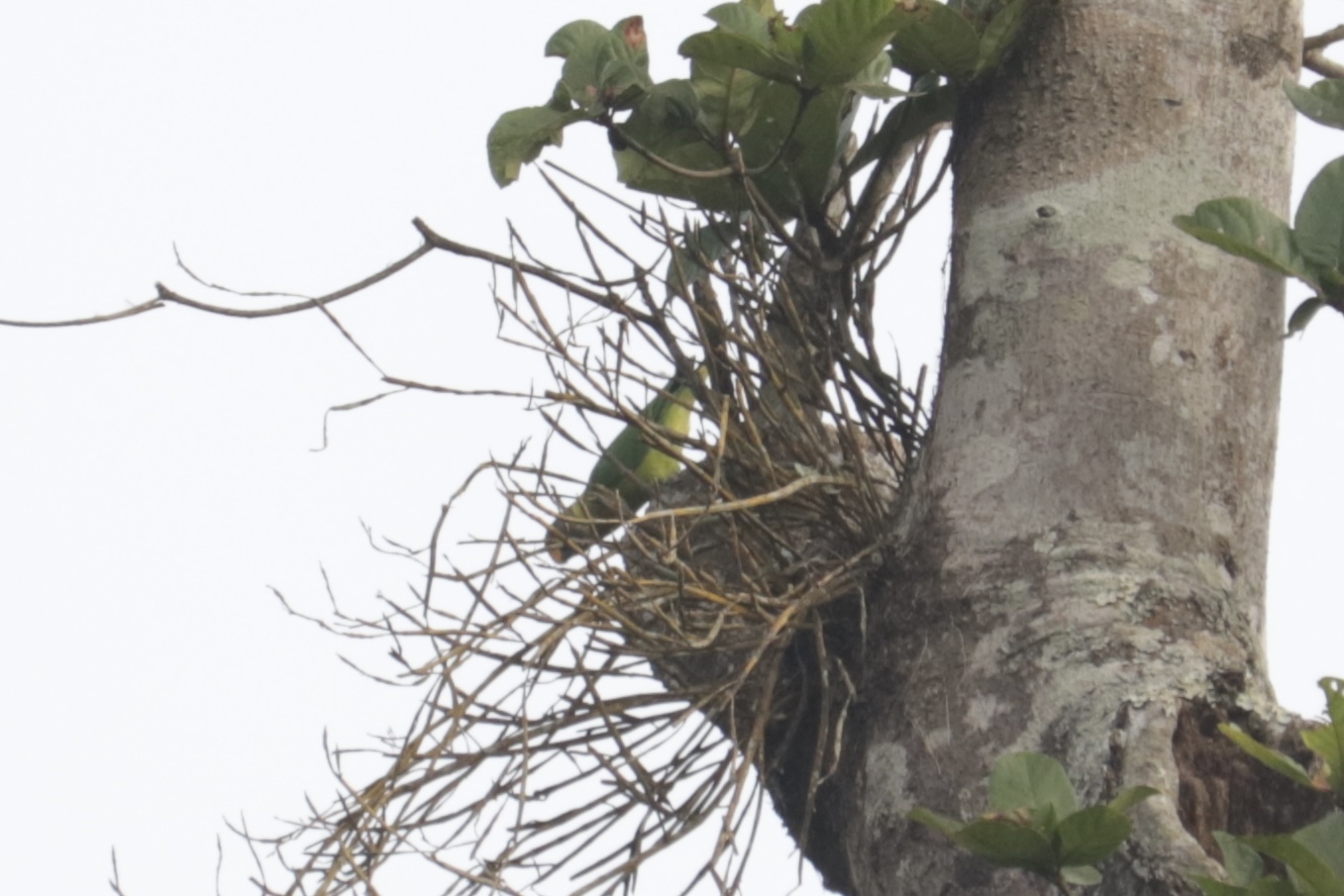 Plum-headed Parakeet (Psittacula cyanocephala), photo 2