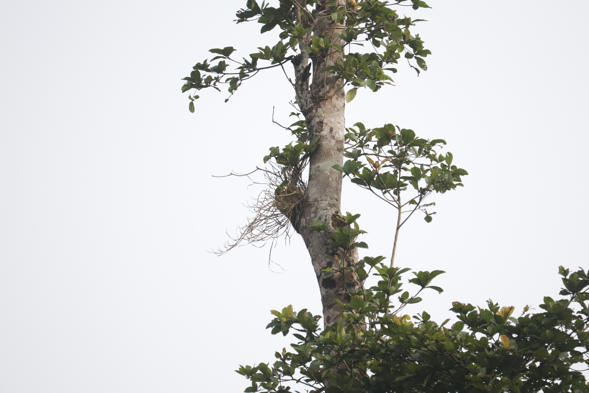 Plum-headed Parakeet (Psittacula cyanocephala), photo 3