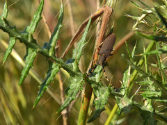 Agapanthia annularis