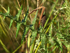 Agapanthia annularis
