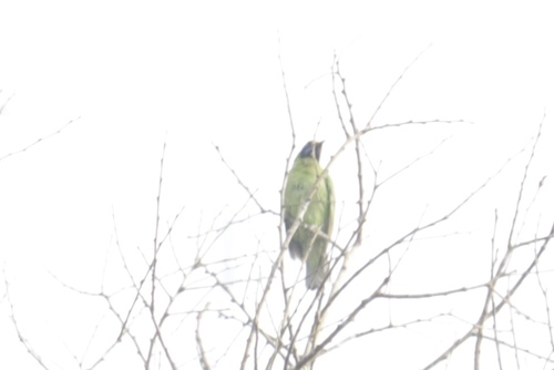 Golden-fronted Leafbird (Chloropsis aurifrons), photo 4
