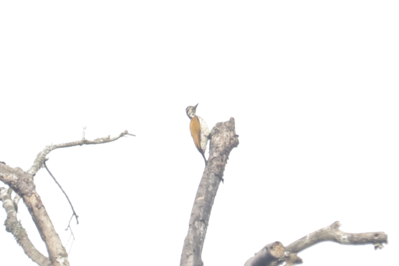 Malabar Flameback (Chrysocolaptes socialis), photo 1