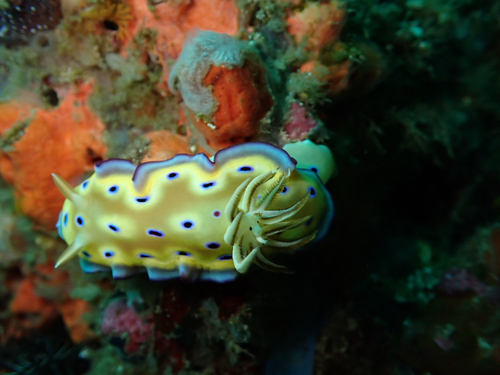 Goniobranchus kuniei