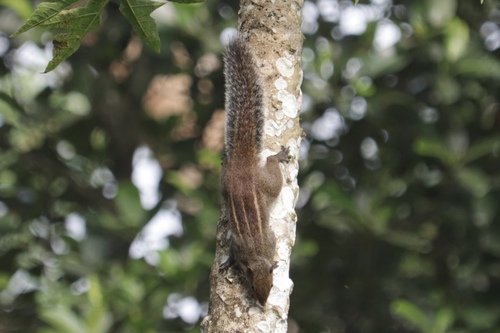 Jungle Palm Squirrel