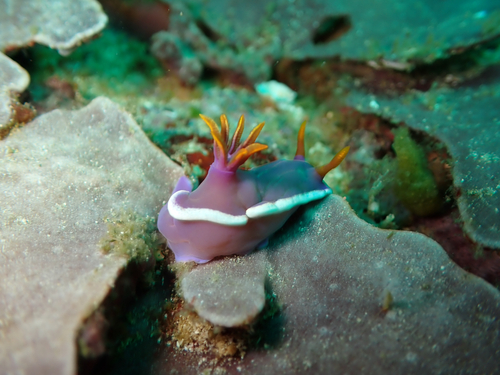 Hypselodoris variobranchia