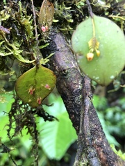 Lepanthes pecunialis