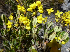 Calceolaria rufescens