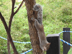 Sciurus alleni
