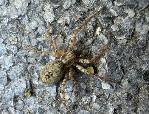 Buzzing Spider, 3925 Scherpenzeel, Nederland, photo 9 of 10