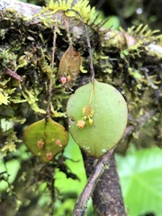 Lepanthes pecunialis