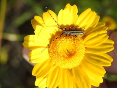 Agapanthia suturalis